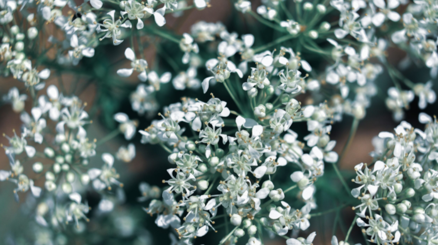 small white blossoms
